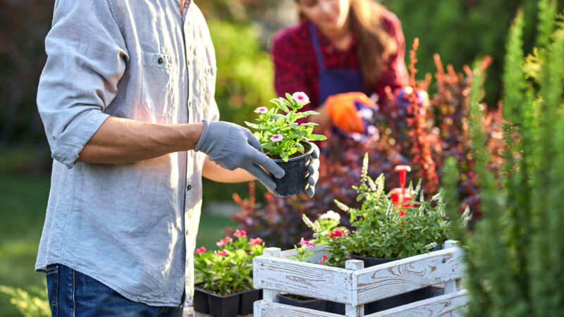 How to Start a Garden From Scratch That Everyone Will Love