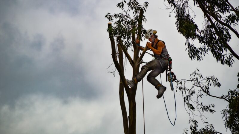 The Benefits of Hiring an Arborist