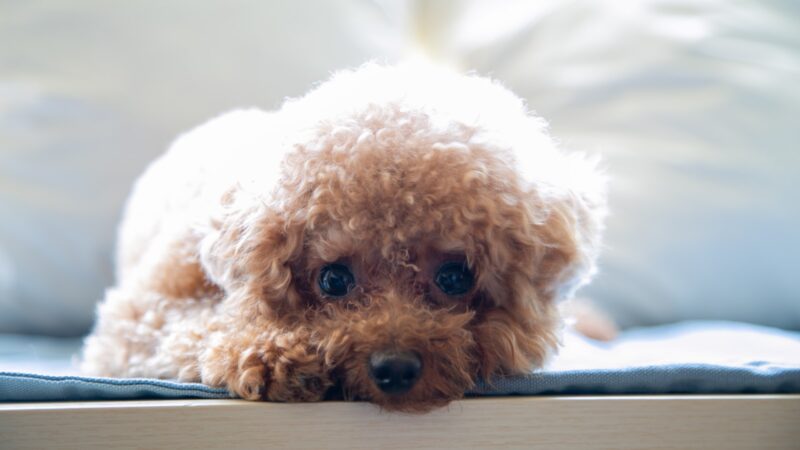 Everything You Need to Know on Teacup Dog Breeds