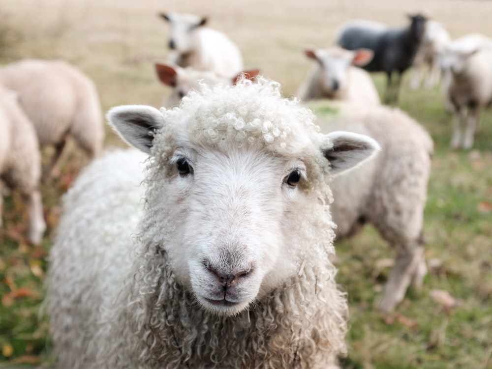 The Best Practices in Farm Animal Identification and Tagging Systems
