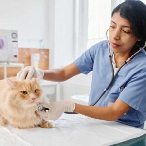 Understanding Liver Disease in Cats: What You Should Know