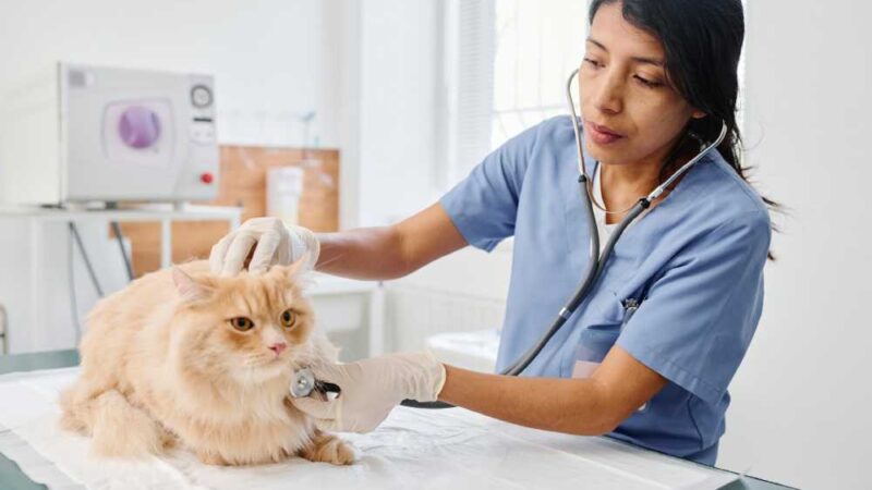 Understanding Liver Disease in Cats: What You Should Know