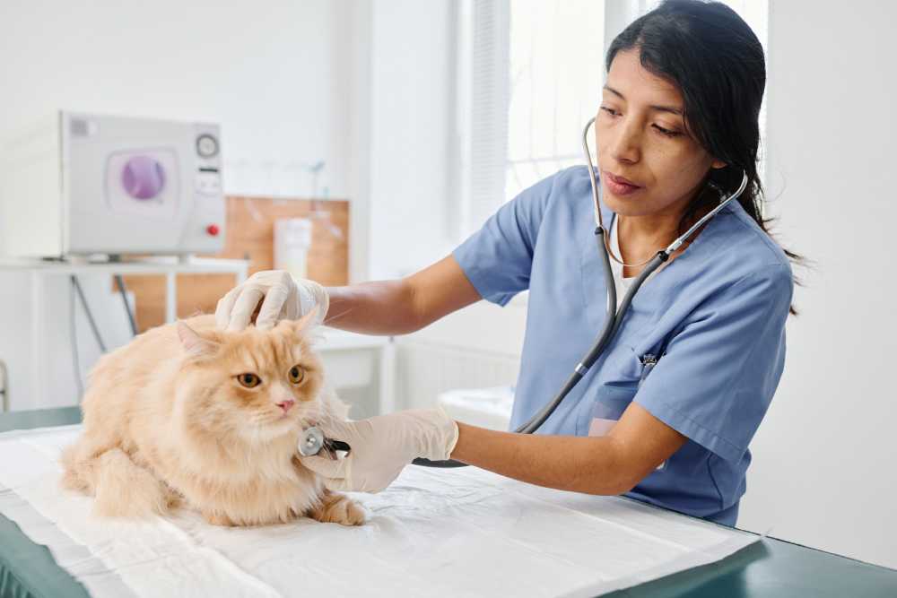 Understanding Liver Disease in Cats: What You Should Know