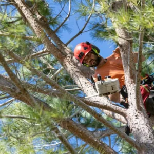 Choosing the Right Tree Company: What to Look For