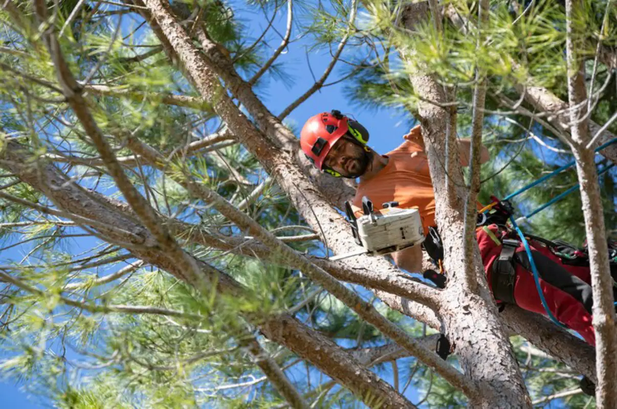 Choosing the Right Tree Company: What to Look For